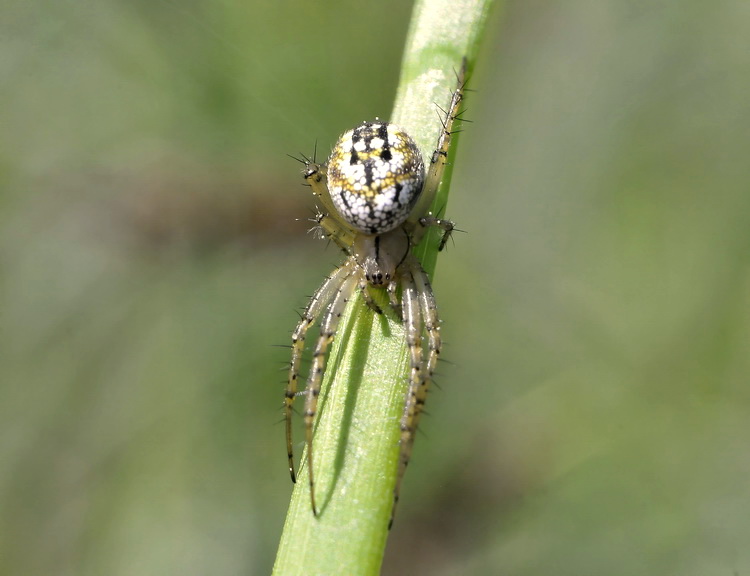 Minuscolo ragnetto - Mangora acalypha